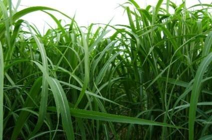Miscanthus - AgroBioBrichet SRL miscanthus